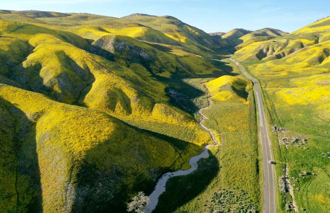 Flowers bloom on hills around Carrizo Plain National Monument near Santa Margarita, CA on April 13, 2023. 