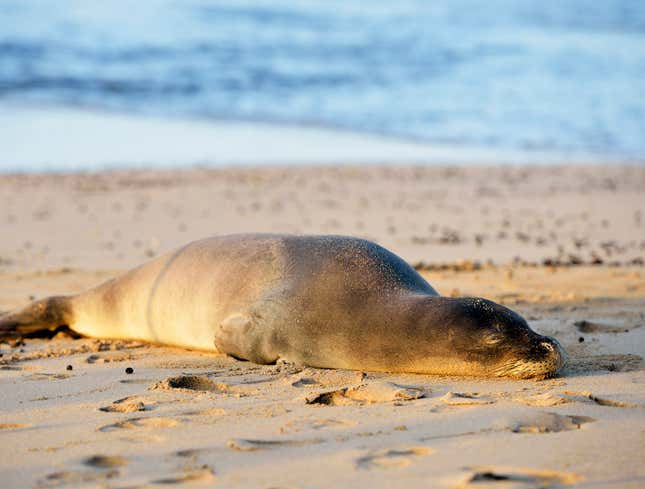 Image for article titled Seal Lying In Sunbeam Could Be Depressed And You’d Never Know