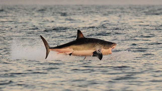 Imagen para el artículo titulado Consiguen grabar en vídeo a unas orcas cazando tiburones blancos en Sudáfrica