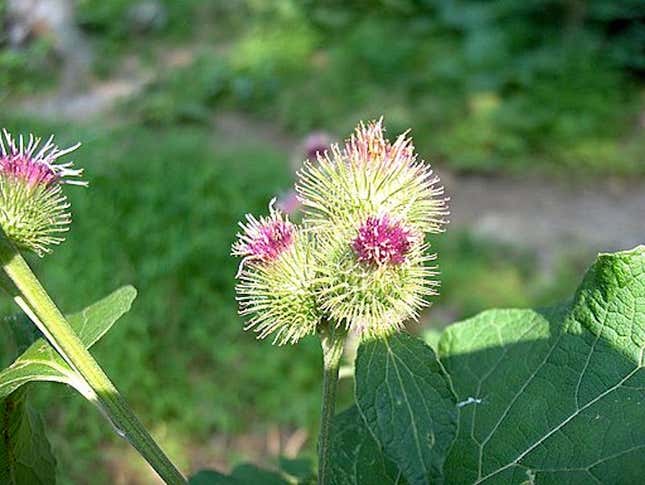 Flowering ends of the common burdock.
