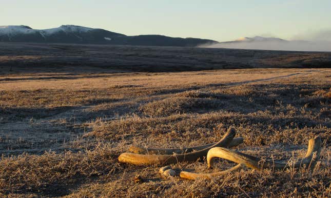 Mammoth tusks on Wrangel Island, off the northern coast of Siberia.