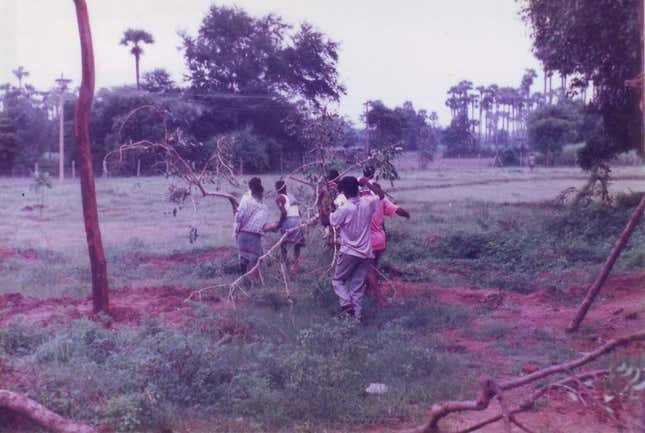 We transplanted full-grown (surplus) trees from the Croc Bank.