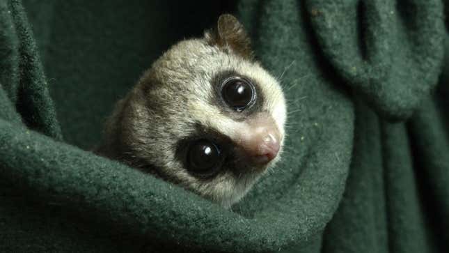 One of the Duke Lemur Center’s fat-tailed dwarf lemurs