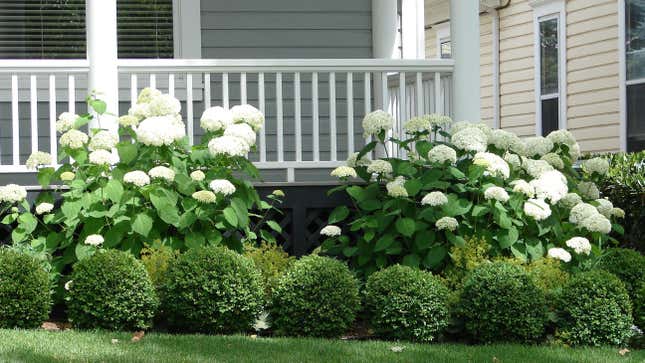 Image for article titled Surround Your House With These Foundation Plants
