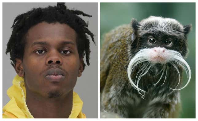 Image for article titled Man Accused of Stealing Monkeys from the Dallas Zoo Says &quot;I&#39;d Do It Again&quot;