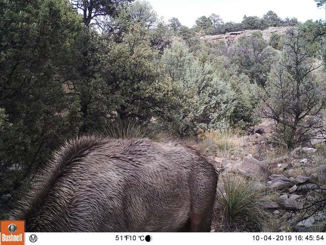 Imagen para el artículo titulado En esta imagen hay un puma acechando a un ciervo. ¿Lo has visto ya?