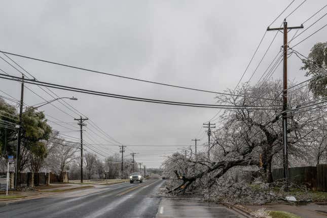 A tree is seen toppled over power lines on February 01, 2023 in Austin, Texas. A winter storm is sweeping across portions of Texas, causing massive power outages and disruptions of highways and roads. 