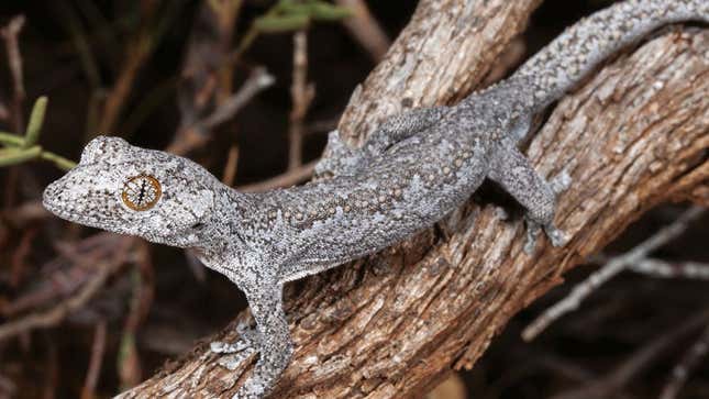 Imagen para el artículo titulado Descubren una nueva especie de lagarto de ojos alucinantes en Australia