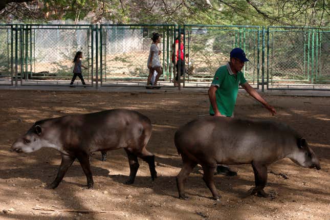 Three animals died in May at this zoo in northwestern Venezuela. Its six bears have to make do with just half of their mandated calories.