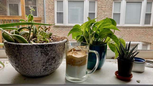 dalgona coffee on windowsill with plants