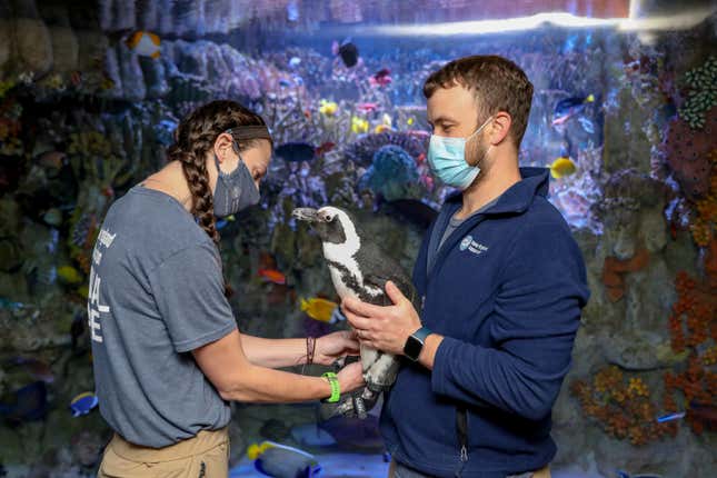 New England Aquarium staff treat Beach Donkey’s feet.