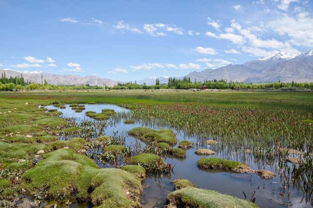 Wetland in Leh Ladakh, India. The expansion of tropical wetlands further north released more methane to the atmosphere, accelerating global warming.