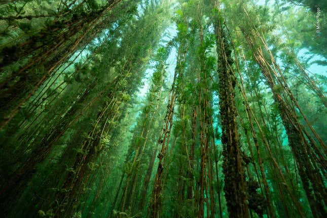 Image for article titled A year’s worth of surprising and poignant nature photos