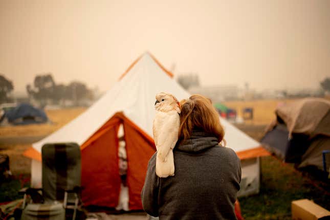 Suzanne Kaksonen, an evacuee of the Camp Fire, and her cockatoo Buddy in the Walmart parking lot in Chico, California.