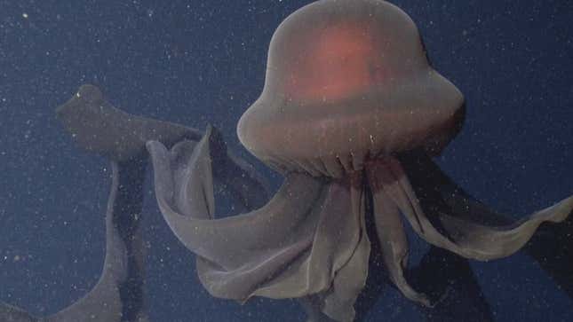 Encuentran una medusa fantasma gigante de nada menos que 10 metros de largo