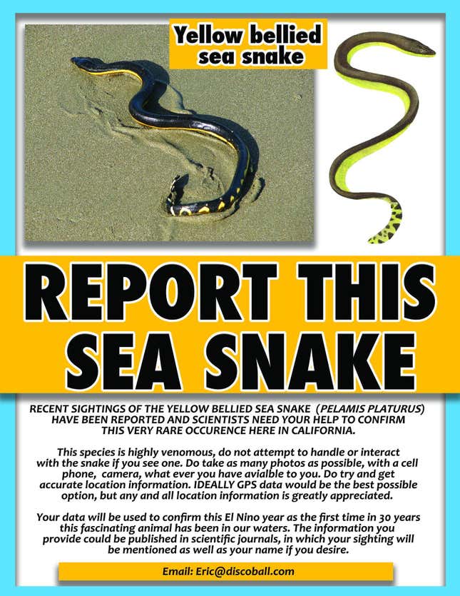 Image for article titled Venomous sea snakes are washing up in California for the first time in 35 years