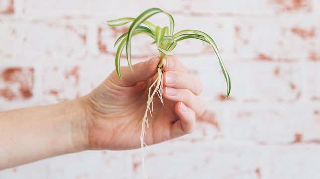Image for article titled 15 of the Easiest Plants to Propagate