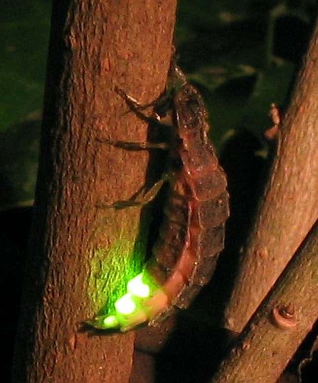 A female glow-worm, with a glowing green abdomen.