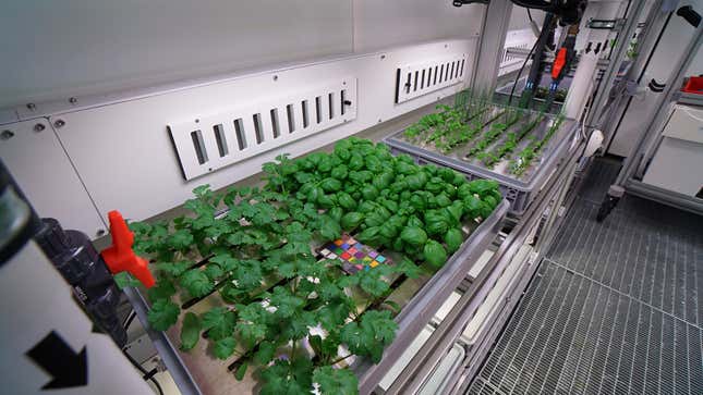 Cilantro, basil, parsley and chive plants.
