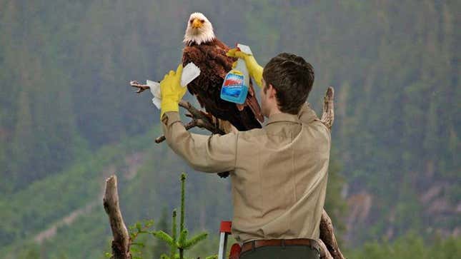 Each bald eagle receives an annual head-rewhitening.
