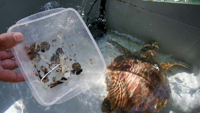 Plastic pieces ingested by a sea turtle in Corsica in July 2021.