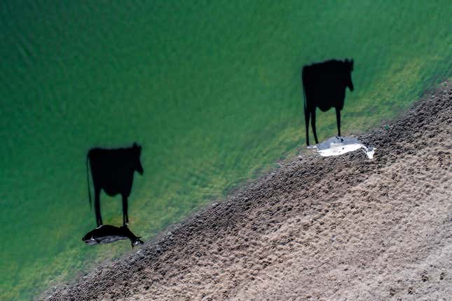 Two Moo