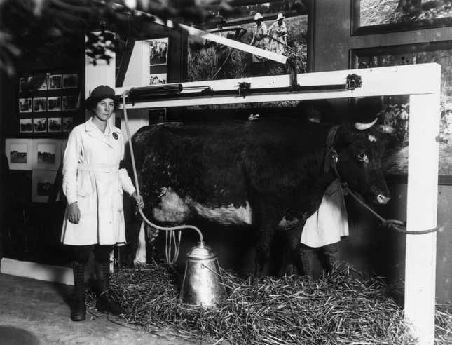 1918: An automatic milking machine on display at the Women’s War Service Exhibition in Whitechapel, London.