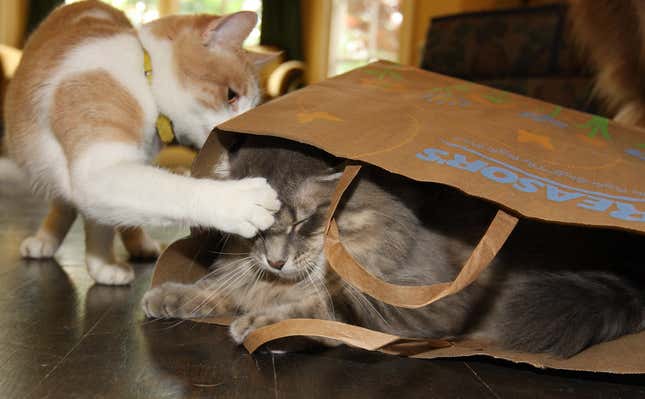 Imagen para el artículo titulado Por qué a los gatos les gusta abofetear y golpear cosas