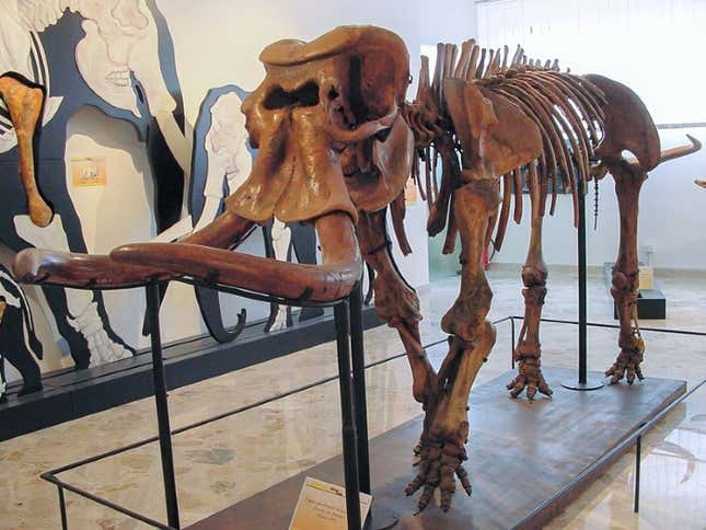 Reconstruction of an almost complete dwarf elephant skeleton found in the Puntali cave. 