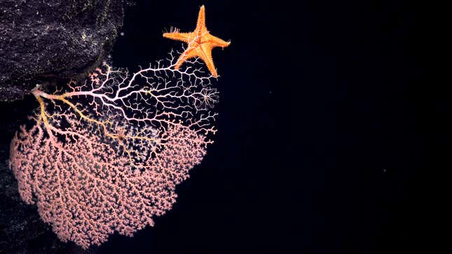A corallivorous deep-sea sea star Evoplosoma eats live precious coral (Corallium) at a depth of 2004 meters on a previously unexplored seamount.