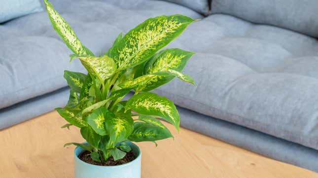 Image for article titled 12 of the Best Houseplants With Obscenely Large Leaves