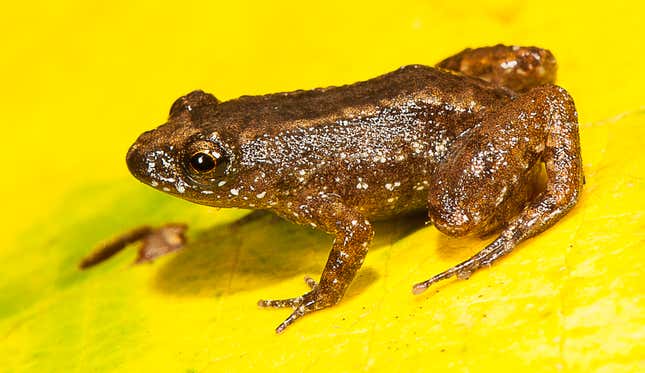 Manalar night frog (Nyctibatrachus manalari), a 13.1 mm miniature-sized frog discovered from a fragmented forest patch adjacent to tea plantations in the southern Western Ghats.