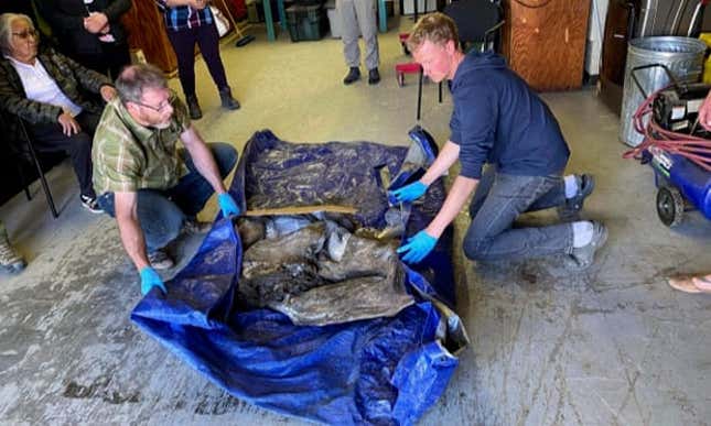 Imagen para el artículo titulado Encuentran los restos de un bebé mamut de 30.000 años perfectamente conservado