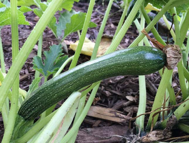 Image for article titled Useless Plant Grows Another Zucchini