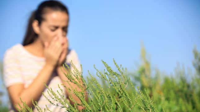Image for article titled How to Handle Ragweed Season
