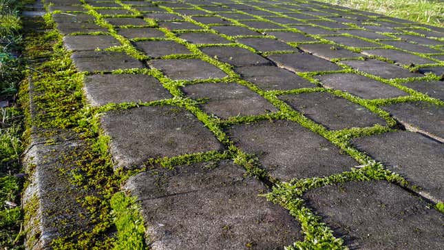 Image for article titled Use Baking Soda to Get Rid of Moss Growing on Your Sidewalk and Driveway