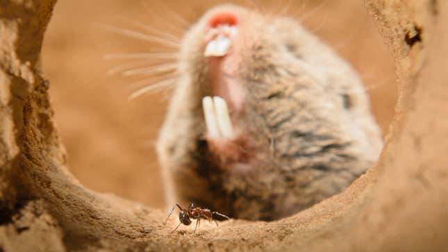 Pain insensitivity allows highveld mole-rats to live alongside venomous Natal droptail ants.