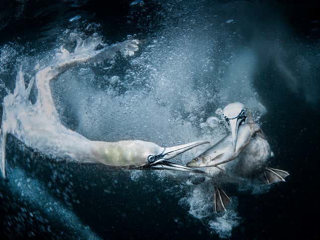 Image for article titled Epic and intimate glimpses of nature from the Sony World Photography Awards