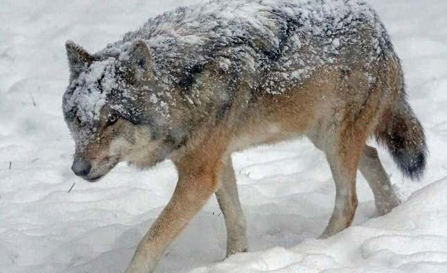 Un lobo caminando sobre la nieve con el pelaje helado.