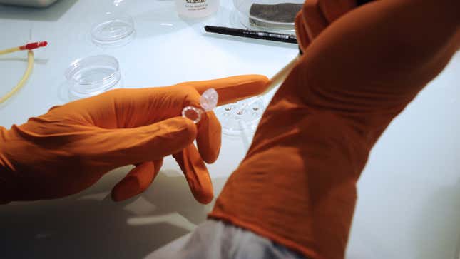 Above, a scientist experimenting with embryonic stem cells.