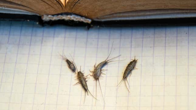 Image for article titled The 5 Worst Bugs to Find in Your House (and 5 That Aren’t So Bad)