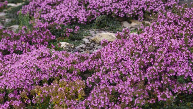 Image for article titled 10 of the Best Flowering Ground Covers (to Spruce Up Your Boring Grass)