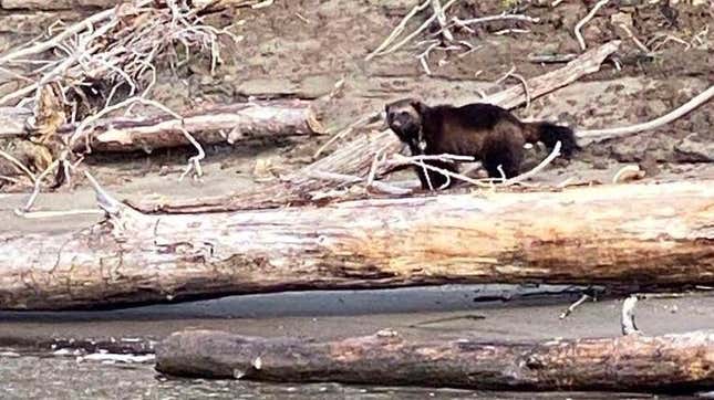 Image for article titled What Was This Wolverine Doing Near Portland?