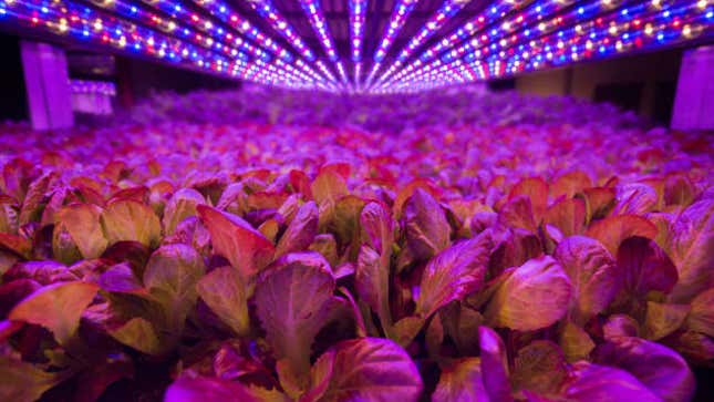 Like tanning beds for veggies.