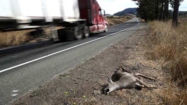 A photo of a dead deer by the side of a road. 