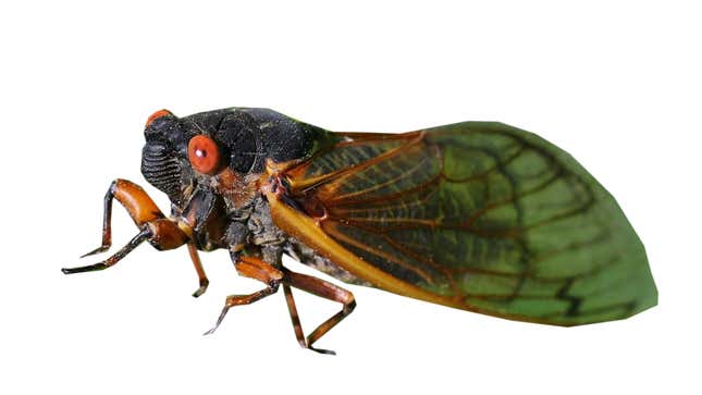 Image for article titled 'Shop Contest: Cicadas