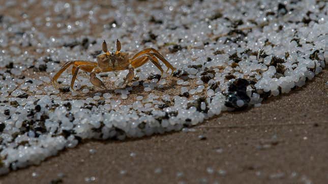 A crab roams on a beach polluted with plastic pellets that washed ashore from the burning ship.