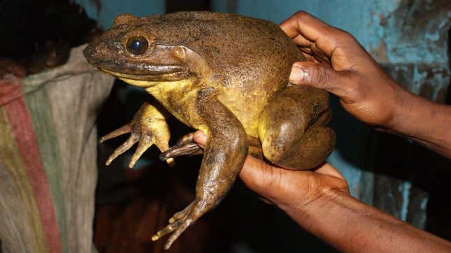 Goliath frogs are the biggest species of frog in the world. 