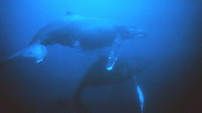 Photo of humpback whales swimming