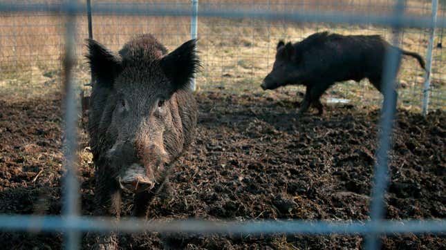 Wild pigs inside an enclosure in Missouri in 2019.